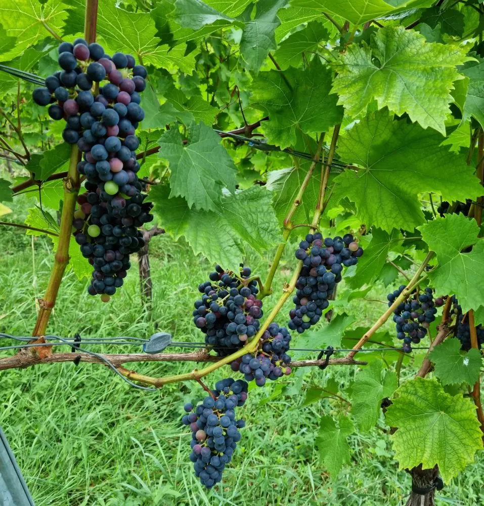 Cabernet Jura 290722